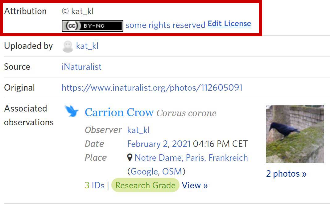 A screenshot of metadata of an observation of a carrion crow, listing information on the attribution, link and associated photos