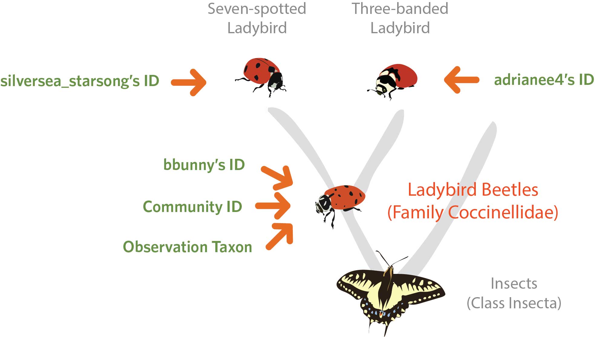 A visualization of a decision tree, with 'insects' at the bottom, and several ladybird species on top