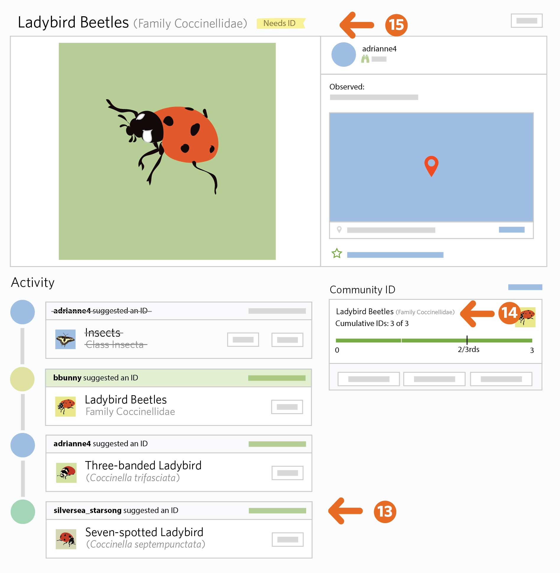 A visualization of the interface that shows the taxon validation process, showing a ladybird, the taxon guesses and the community id