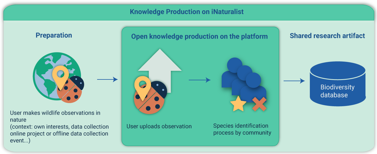 A 
  knowledge production flow consisting of four steps: 1) Preparation (a user makes wildlife observations in nature), 2) Open knowledge production on the platform
  (2.1) User uploads observation, 2.2) Species identification process by community), 3) Shared research artifact (data goes into biodiversity database)